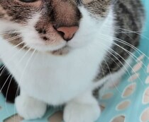 病院で、医師に「おめめ綺麗」と言われた猫→見てみると……　息をのむ姿が12万表示「地球色かニャ」