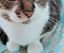【画像】瞳を見る