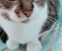 【画像】瞳が美しすぎる猫