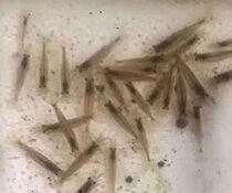 エビ100匹を捕まえた男性→13日後、ウキウキで見に行くと……　「なんで？」思わぬ光景に「吹き出した」と100万再生