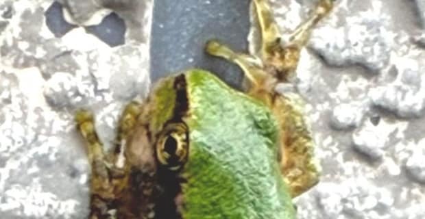 外壁につかまるカエル、よく見ると……「滅多に見たことない」 とんでもない姿に「珍しいですね」「フレッシュなカエルだ」