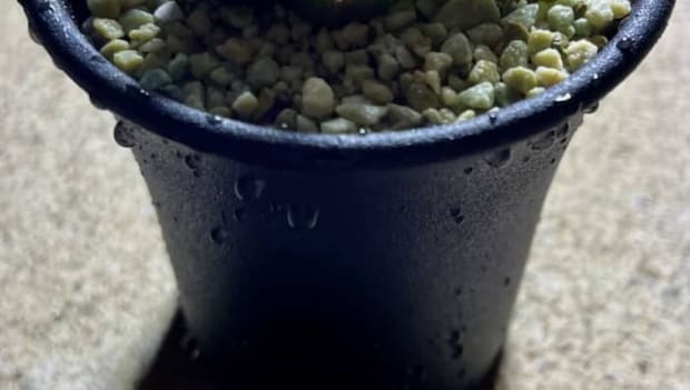 「これは本物の植物です」 自然の生き物には見えない姿に「何これ!?」「努力の結晶」