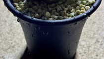 「これは本物の植物です」　自然の生き物には見えない姿に「何これ!?」「努力の結晶」