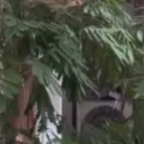 「絶対ステキ！」と思って新築の“室内”に植えた木→5年後の光景に衝撃「大変なことに…」「え！？」