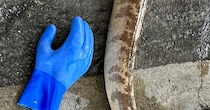「なんだこれ…」　漁師に「初めて見る」と言われた“謎の生き物”が270万表示　「こわっ！」「まじで見たことない」
