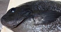 熱海で釣った魚をさばいたら……「えっ？」「どしよ」　飛び出した“衝撃の中身”が140万表示「うらましすぎて震える」