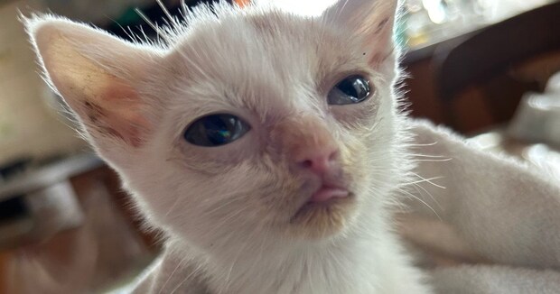 「1週間で死ぬ」と思っていた子猫→約1年後の“まさかの姿”に「飼い主さんの愛情が……」「ほんま尊い」