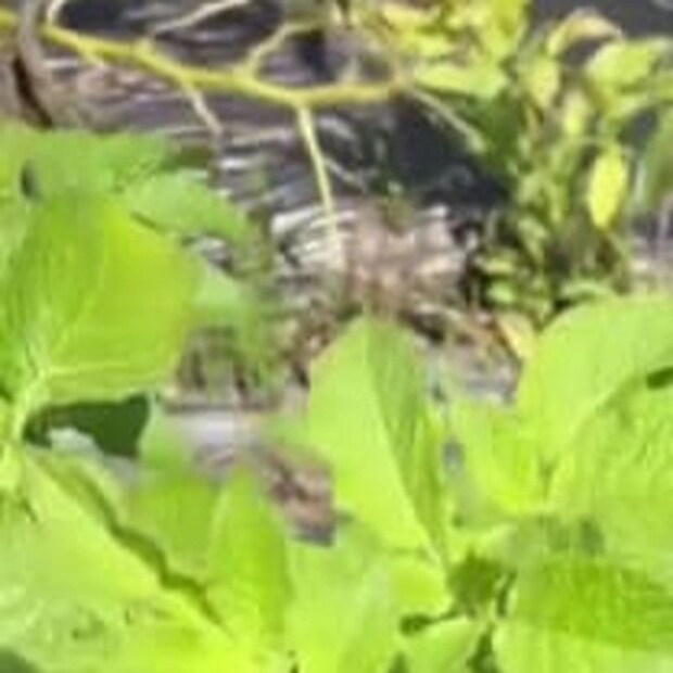 じゃがいも農家が畑を見に行くと……衝撃の光景にさまざまな声「食べられません」「ホントすごいですよね…」
