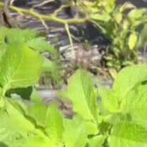 じゃがいも農家が畑を見に行くと……衝撃の光景にさまざまな声「食べられません」「ホントすごいですよね…」