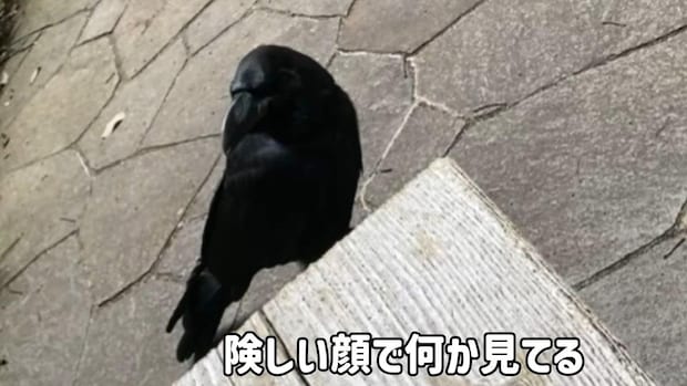 女性の背後に“大きな蜂”が→すると、賢いカラスが……「もうすごい」驚きの光景に「守ってくれたに違いない」