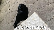 女性の背後に“大きな蜂”が→すると、賢いカラスが……「もうすごい」驚きの光景に「守ってくれたに違いない」