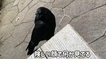 【動画】カラスの行動