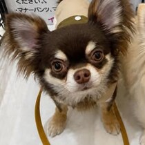 血統書に書かれた“愛犬の本名”が265万再生　まさかの事実に「コーヒー吹いたww」「腹を抱えて笑ってます」