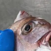 まるまる太ったタイ→鳥肌が立つ“中身”が45万再生「うぎゃぁああ！！」「震えが止まりません」