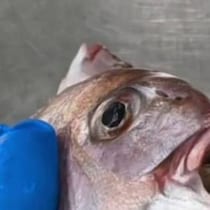 【画像】鳥肌が立つ中身