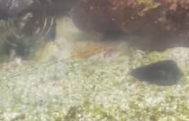 水槽に向かって手を振ると……　まさかのファンサに「ほんと賢いですね！」「ほなこれで…って言ってそう」