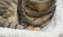 夫のことを見ている猫→表情をのぞいたら……　「すごいw」「笑ってしまった」まさかの姿に「悩ましいのでは？笑」