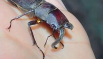 あごが変形したクワガタ→思い切って切断すると……　1150万再生された光景に「泣ける」「すごい愛を感じた」