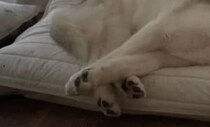 【画像】まさかの表情