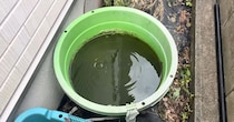 1年放置した“ドブ臭い”メダカ容器→中をのぞくと……　思わぬ光景に「いらんことしないのが一番なんだね」「私のところも同じ」