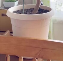 腰ほどの高さだったベンジャミン→義母が38年育てたら……　とんでもない光景に「お部屋にいるサイズじゃない」「初めて見ました」