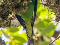 100年近く幻だった“失われた鳥”の撮影に成功――　インドネシアで発見された「インコ」に研究者「興奮で頭が真っ白に」「涙が止まらなかった」