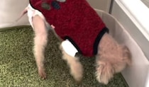 ほとんど歩けなくなったシニア犬に、手作り歩行器をプレゼントしたら……驚きの光景に「素晴らしい」「愛が詰まってますね」