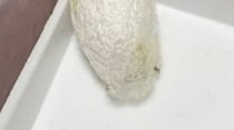 外で拾って帰った小さいマユ→中から出てきたのは……　“謎に包まれた正体”に「きゃわいいっ！」「何故外にいたか」