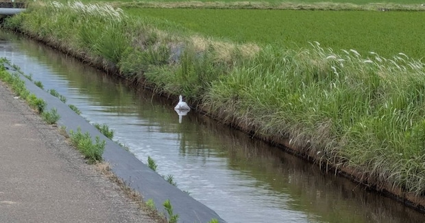 「用水路に白鳥いる！」→ウキウキで近づいてみると……　思わぬ正体に「そうとしか見えない」「これみんな間違えるわ」