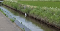 「用水路に白鳥いる！」→ウキウキで近づいてみると……　思わぬ正体に「そうとしか見えない」「これみんな間違えるわ」