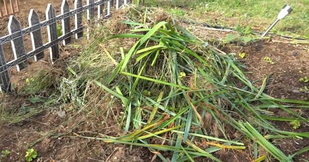 引っこ抜いた庭の雑草、捨てないで！　目からウロコの活用法に「見る目変わりますね」「自然の力ってすごい」