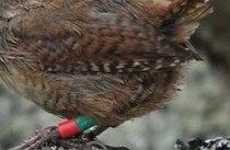 全長10センチ程度の「小鳥」が離島でなぜか“巨大化”――　鳴き声や遺伝的特徴にも違い　新種へ進化する可能性も【海外】