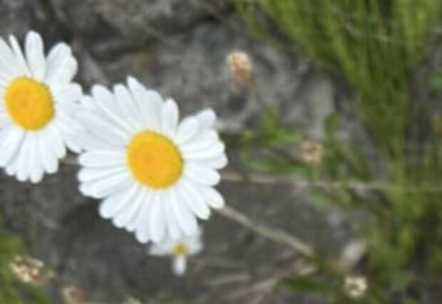 娘「ねえみて！」→母が道端に咲く花を見ると……「凄い発見」　驚きの光景に「こんなの初めて見ました」