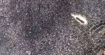 潮が引いた砂浜を散歩中→「何かある!!」と掘り起こしてみると……　中から現れた“まさかのもの”に反響「これは～～～」