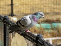 美容室で「ハトみたいにして」と言ったら……　衝撃のビフォアフに「そのまんま鳩」「声でました」