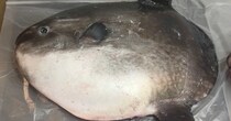マンボウを骨だけにしたら……「えぇえ～」　目を疑う光景に「どうなってるの!?」「理由が分からなすぎる」