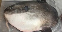 【画像】他の骨格標本を見る