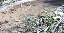 【画像】映っていた生き物