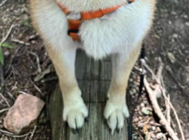 散歩中、雨に降られた柴犬→ふと見ると……「なぜ!!!!」　とんでもない光景に「交信中ですか？」「愛おしいしかない」