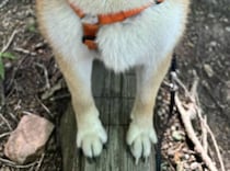 散歩中、雨に降られた柴犬→ふと見ると……「なぜ!!!!」　とんでもない光景に「交信中ですか？」「愛おしいしかない」