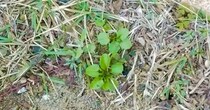 雑草に混じってひっそりと生えていた芽→ポットに植え替えて2カ月後……　驚きの光景に「植物の生命力はすごい」「これぞガーデニングの楽しみ」
