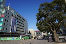 一番自慢したい「神奈川県の市区町村」ランキング！　2位は「鎌倉市」、1位は？