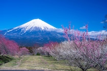 「最高の宿でした！」　“静岡県の美食の宿”ランキングを紹介！「知って以来、伊豆でのお泊まりは必ずここ」「良いお値段しますが、それ以上に満足」