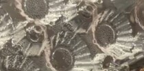卵パックは捨てないで→穴を開けて窓辺に置くと……　目からウロコのアイデアが29万回再生「じゃんじゃん発芽したわ」