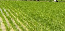 近所の田んぼを通りがかったら……「めちゃおるwww」　なかなか出会えない“まさかの珍客”に「すごい」
