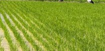 【画像】近所の田んぼ