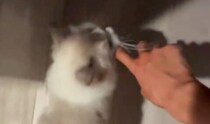 猫「こっちきて！」→強引に連れていかれた先は……　519万再生の光景に「待って……」「たまらんたまらんたまらん」