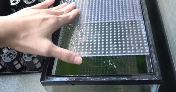 ベランダに2年放置した水槽→ボーボーの水草から現れたのは……　「みんなむちむち」「おなかが綺麗」「元気そうで良かった」