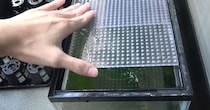 ベランダに2年放置した水槽→ボーボーの水草から現れたのは……　「みんなむちむち」「おなかが綺麗」「元気そうで良かった」
