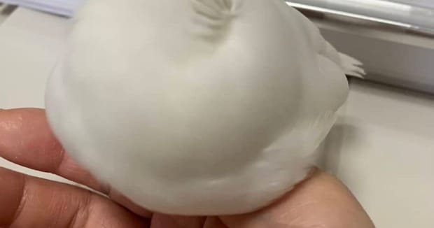 手の上にホイップクリーム?→実は……「嘘つけっ!!!」 “まさかの正体”が58万表示「びっくりしました」